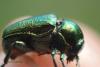 Cryptocephalus sp.